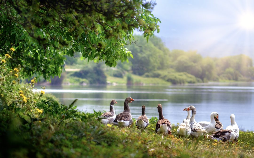 Advantages of Country Life Over City Living